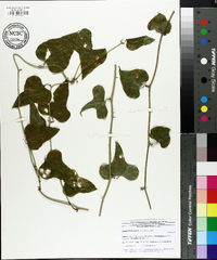 Smilax bona-nox image