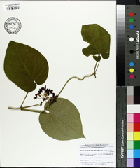 Matelea decipiens image