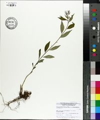 Amsonia tabernaemontana image