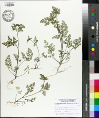 Chaerophyllum procumbens image