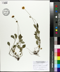 Coreopsis auriculata image