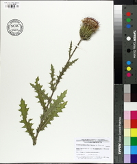 Cirsium pumilum image