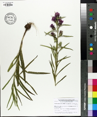 Liatris squarrosa image