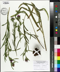 Liatris squarrosa image