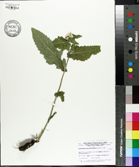 Parthenium auriculatum image