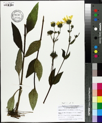 Silphium asteriscus image