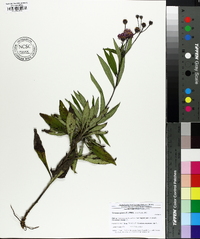 Vernonia glauca image