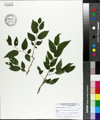 Celtis laevigata image