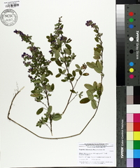 Lespedeza violacea image