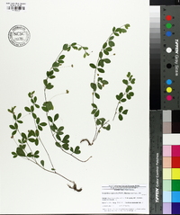 Lespedeza repens image