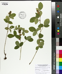 Rhynchosia tomentosa image