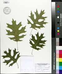 Quercus coccinea image