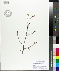 Vaccinium fuscatum image