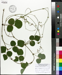 Desmodium rotundifolium image