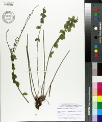 Desmodium ciliare image