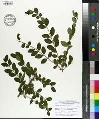 Ligustrum sinense image