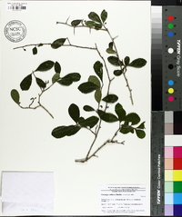 Crataegus uniflora image