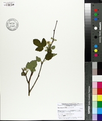 Rubus flagellaris image