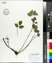 Rubus trivialis image