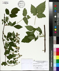 Rubus pensilvanicus image