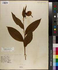 Cypripedium parviflorum var. pubescens image