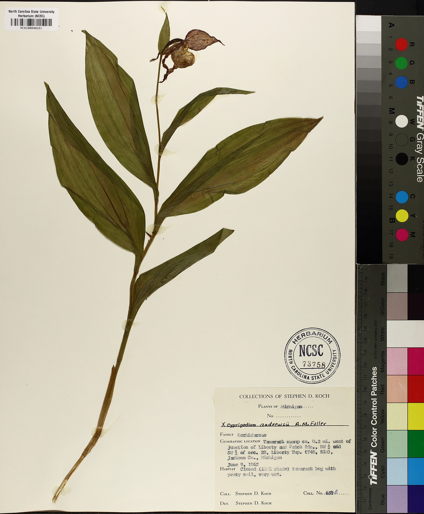 Cypripedium × andrewsii image