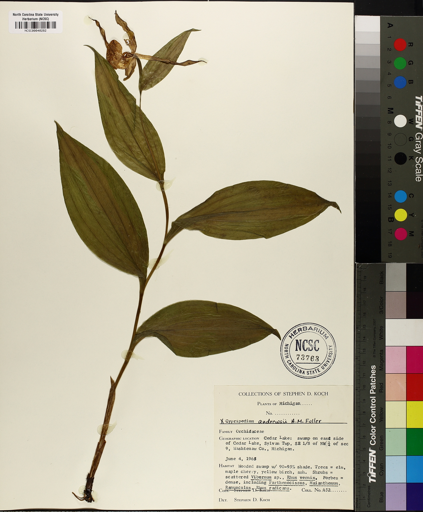 Cypripedium × andrewsii image