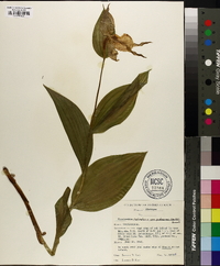 Cypripedium parviflorum var. pubescens image