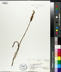 Spiranthes cernua image