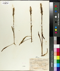 Spiranthes cernua image