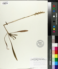 Spiranthes cernua image