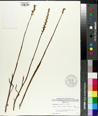 Spiranthes cernua image