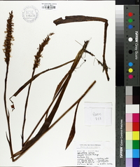 Spiranthes cernua image