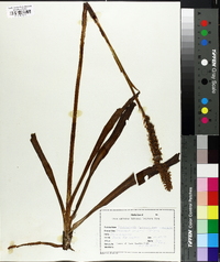 Spiranthes cernua image