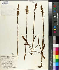 Spiranthes cernua image