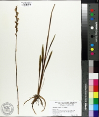 Spiranthes cernua image