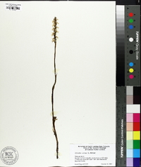 Spiranthes cernua image