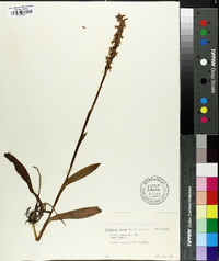 Spiranthes cernua image