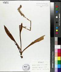 Spiranthes cernua image