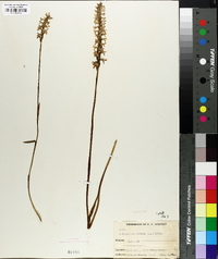 Spiranthes cernua image