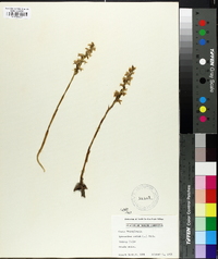 Spiranthes cernua image