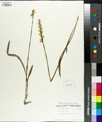 Spiranthes cernua image