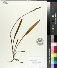 Spiranthes cernua image