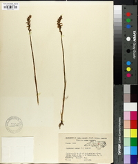 Spiranthes cernua image