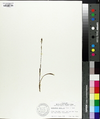 Spiranthes lacera image