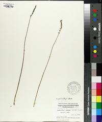 Spiranthes lacera var. gracilis image