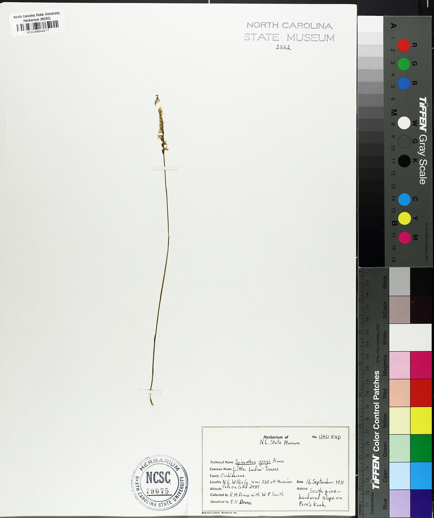 Spiranthes grayi image