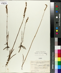 Spiranthes vernalis image