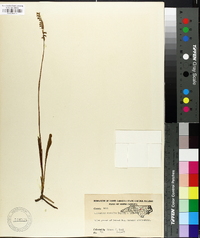 Spiranthes vernalis image