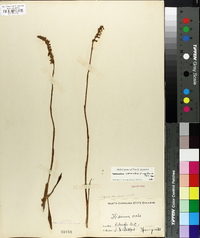 Spiranthes vernalis image